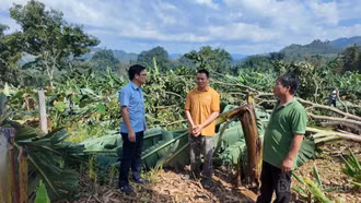 Xót xa những đồi chuối bị mưa giông quật đổ ở Mường Khương