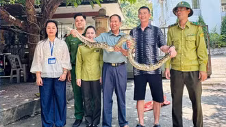 Phường Cam Đường: Người dân tự nguyện giao nộp trăn đất quý hiếm