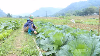 Chung sức ổn định cuộc sống cho người dân sau mưa bão