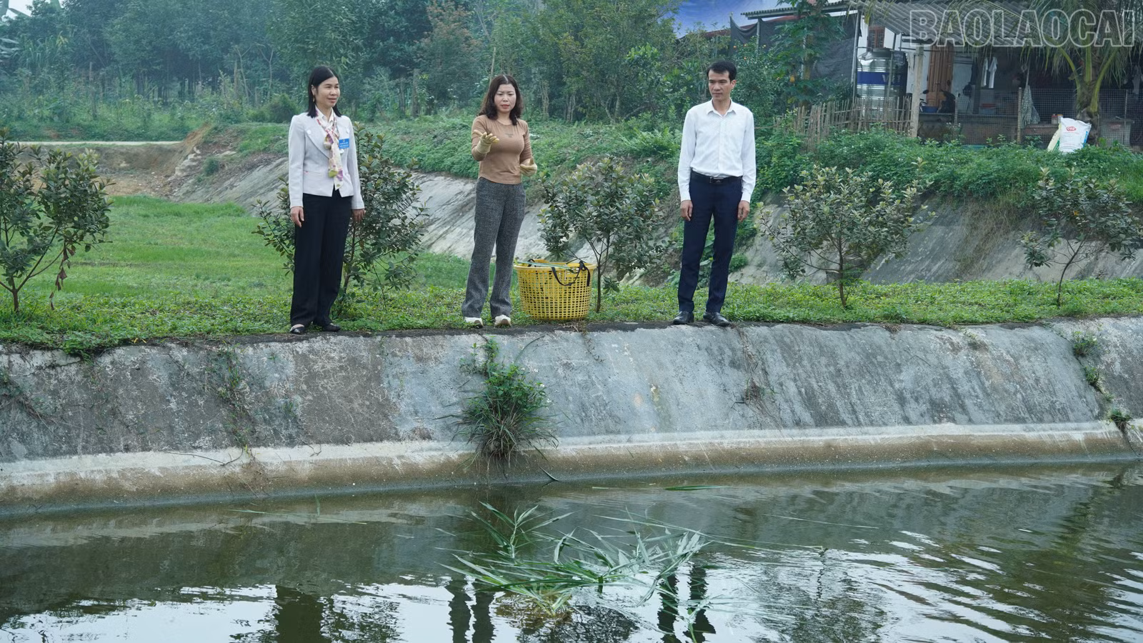 baolaocai-tr_fpt06549.jpg