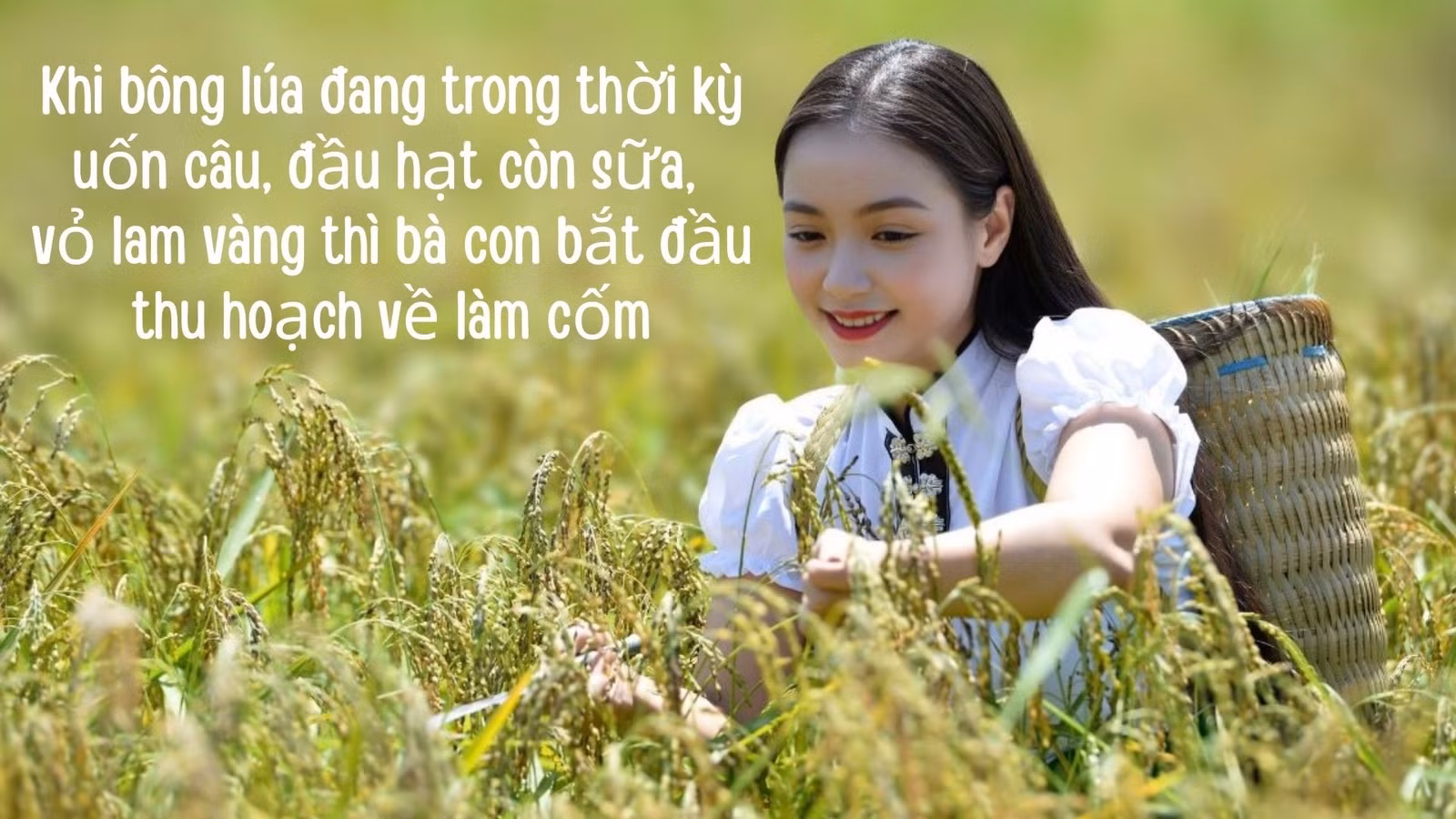 green-and-yellow-gradient-modern-rice-field-ecosystems-presentation-1920-x-1080-px-1920-x-1080-px.jpg