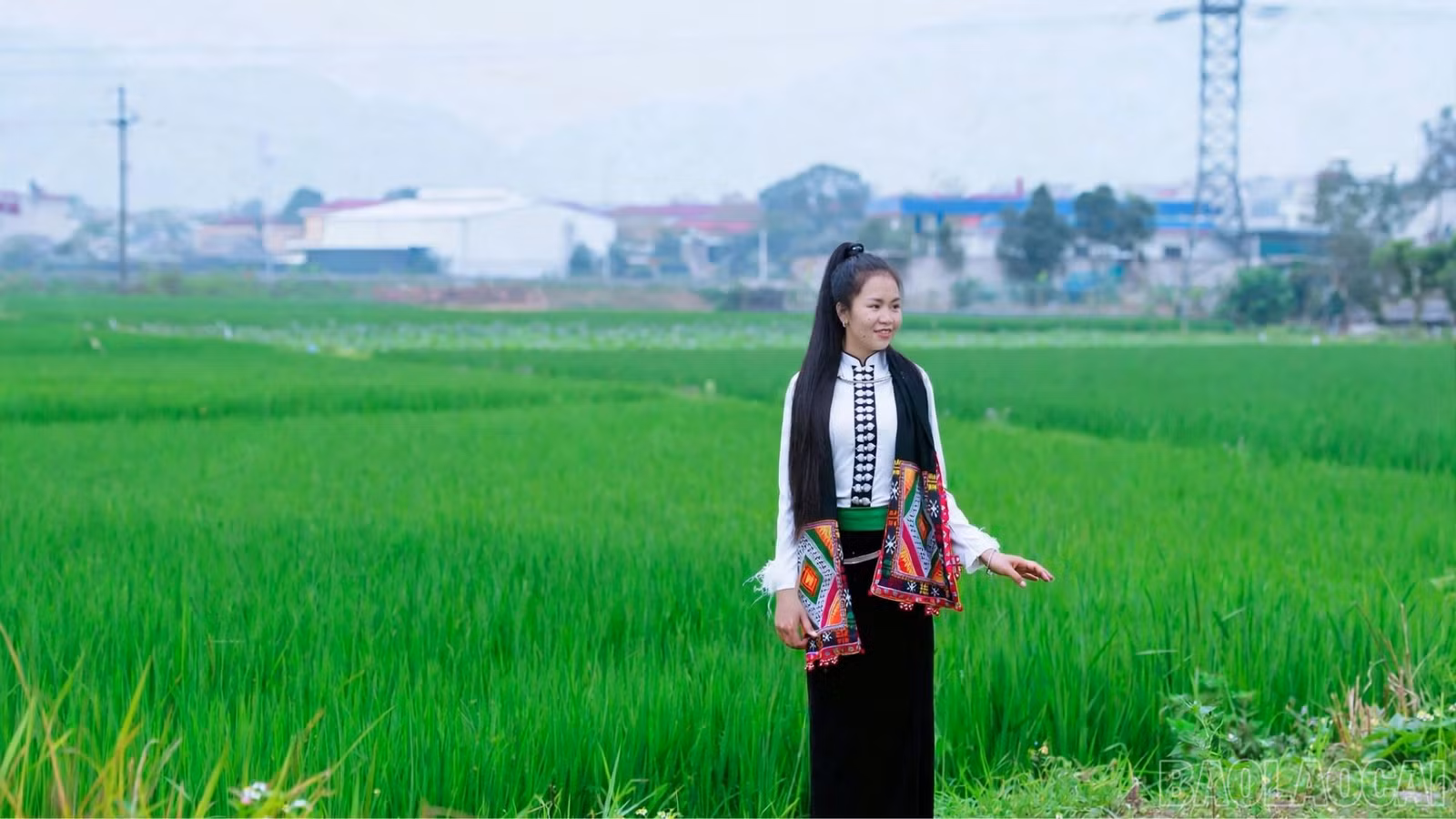 baolaocai-br_a1.jpg