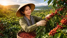 Giá cà phê hôm nay 25/8/2026: Cao nhất 96.800 đồng/kg