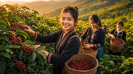 Giá cà phê hôm nay 18/8/2026 bật tăng, Robusta và Arabica cùng khởi sắc