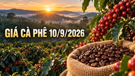 Giá cà phê ngày hôm nay 10/9: Cao nhất 95.800 đồng/kg, hai sàn trái chiều