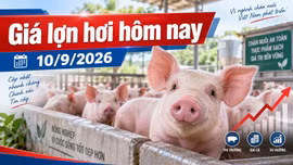 Giá lợn hơi hôm nay 10/9/2026: 4 địa phương giữ mức 60.000 đồng/kg