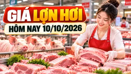 Giá lợn hơi hôm nay 10/10: Nhiều địa phương ở mức 53.000 - 54.000 đồng/kg