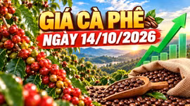 Giá cà phê hôm nay 14/10: Trong nước và Robusta, Arabica cùng tăng