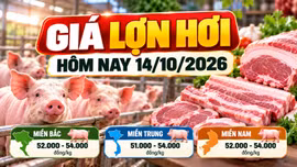 Giá lợn hơi hôm nay 14/10: Thị trường dao động 51.000 - 54.000 đồng/kg