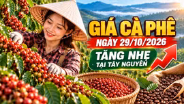 Giá cà phê hôm nay 29/10: Trong nước tăng nhẹ, Arabica giảm sâu
