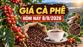 Giá cà phê hôm nay 8/9: Trong nước và thế giới cùng ổn định