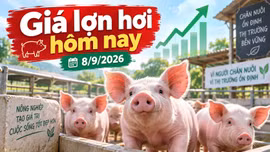 Giá lợn hơi hôm nay 8/9/2026: 4 địa phương giữ mức 60.000 đồng/kg