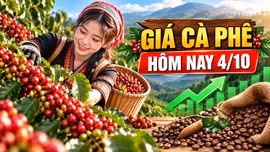 Giá cà phê hôm nay 4/10: Hai sàn thế giới cùng tăng, Tây Nguyên phục hồi