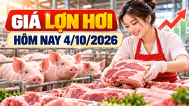 Giá lợn hơi hôm nay 4/10/2026: Thấp nhất 54.000 đồng/kg