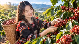 Giá cà phê hôm nay 21/9: Toàn thị trường ổn định