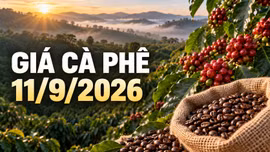 Giá cà phê hôm nay 11/9/2026: Robusta và Arabica đồng loạt đi lên