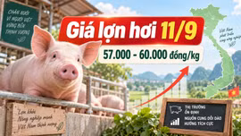 Giá lợn hơi hôm nay 11/9/2026: Cả nước tiếp tục đi ngang