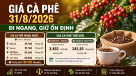 Giá cà phê hôm nay 31/8: Tây Nguyên giữ giá, chờ tín hiệu đầu tuần