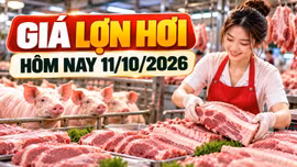 Giá lợn hơi hôm nay 11/10: Nhiều địa phương ở mức 53.000 - 54.000 đồng/kg