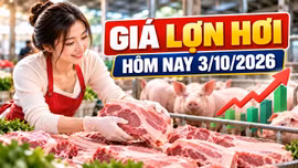 Giá lợn hơi hôm nay 3/10/2026: Nhiều nơi về mức 55.000 đồng/kg