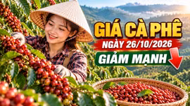 Giá cà phê hôm nay 26/10/2026: Giảm sâu, thị trường chờ tín hiệu đầu tuần