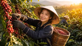 Giá cà phê hôm nay 22/8 lên 97.900 đồng/kg, Robusta và Arabica trái chiều