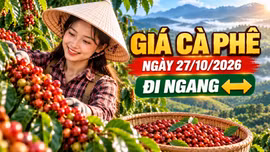 Giá cà phê hôm nay 27/10/2026: Đi ngang dưới mốc 90.000 đồng/kg