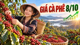 Giá cà phê hôm nay 8/10/2026: Tăng trở lại, cao nhất 94.400 đồng/kg