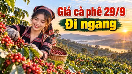 Giá cà phê hôm nay 29/9/2026: Đi ngang sau nhịp phục hồi mạnh
