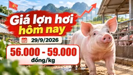Giá lợn hơi hôm nay 29/9/2026: Miền Bắc bật tăng, cao nhất 59.000 đồng/kg