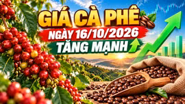 Giá cà phê hôm nay 16/10: Arabica tăng gần 2%, Tây Nguyên khởi sắc