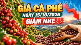 Giá cà phê hôm nay 15/10/2026: Đồng loạt giảm 200 đồng/kg
