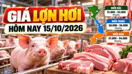 Giá lợn hơi hôm nay 15/10/2026: Thấp nhất 50.000 đồng/kg