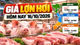 Giá lợn hơi hôm nay 16/10: Thị trường dao động 50.000 - 54.000 đồng/kg