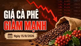 Giá cà phê hôm nay 15/8/2026 lao dốc 1.500 đồng/kg, Robusta giảm tiếp