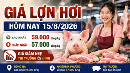 Giá lợn hơi hôm nay 15/8: Một nửa địa phương còn 57.000 đồng/kg