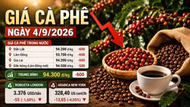 Giá cà phê hôm nay 4/9 tiếp tục lao dốc, Robusta xuống gần 3.400 USD/tấn