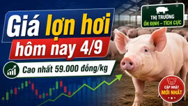 Giá lợn hơi hôm nay 4/9: Thị trường bắt đầu phân hóa sau chuỗi đi ngang