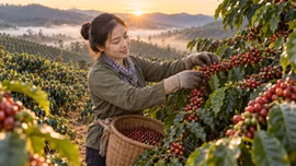 Giá cà phê hôm nay 17/9: Trong nước giảm, Robusta và Arabica lao dốc