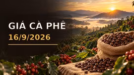 Giá cà phê hôm nay 16/9/2026 lên 95.500 đồng/kg, Arabica bật tăng