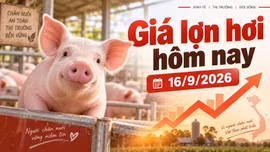 Giá lợn hơi hôm nay 16/9: Mức 58.000 đồng/kg phổ biến nhất cả nước