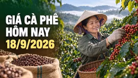 Giá cà phê hôm nay 18/9 giảm 300 đồng/kg, hai sàn thế giới cùng đi xuống