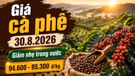 Giá cà phê hôm nay 30/8/2026 giảm nhẹ, cao nhất còn 95.300 đồng/kg
