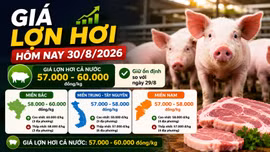 Giá lợn hơi hôm nay 30/8: Miền Bắc giảm nhẹ, cao nhất 60.000 đồng/kg