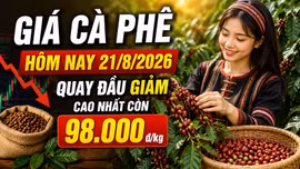 Giá cà phê hôm nay 21/8/2026 giảm, cao nhất còn 98.000 đồng/kg