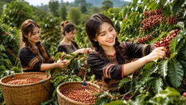 Giá cà phê hôm nay 20/8 áp sát 100.000 đồng/kg, thế giới bất ngờ giảm