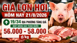 Giá lợn hơi hôm nay 21/8/2026 tăng tiếp, mức 55.000 đồng/kg biến mất