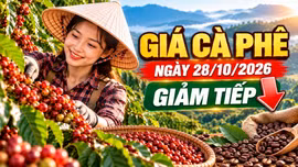 Giá cà phê hôm nay 28/10: Tây Nguyên giảm, thế giới đồng loạt đi xuống