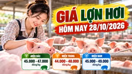 Giá lợn hơi hôm nay 28/10: Cả nước dao động 44.000 - 49.000 đồng/kg