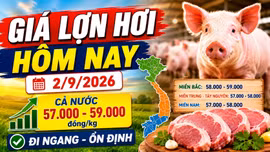 Giá lợn hơi hôm nay 2/9/2026: 34 địa phương đồng loạt giữ giá